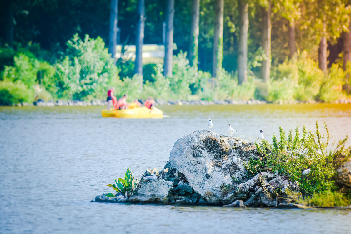 Vue du lac avec 3 mouettes sur un rocher. un pédalo est en arrière plan 